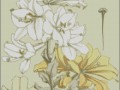 lilii modern1