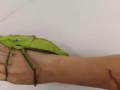 Two Giant Bugs