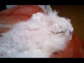 Мой котэ