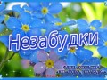 Незабудки