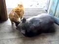 Медведь против Кота