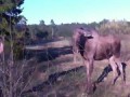 Агрессивный шведский лось