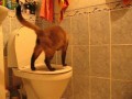 Кот чистит унитаз