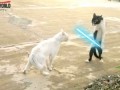 FAILS WORLD - Don't Mess With Jedi Cat aka Cobra Cat