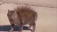 How a Cat Became a Punk