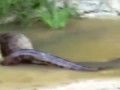 Giant Snake Eat Cow Spain