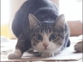 gifs_23