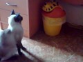 Кот и мусорное ведро (продолжение)