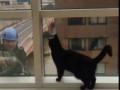 Кот и мойщик окон