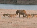 Young elephant survives attack by 14 Lions