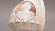 Vintage Carved Cameo Seashell, Late 19th century Italian