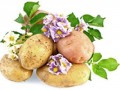 potato