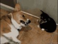 when_pets_play_01