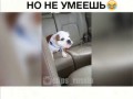 Когда хочешь гавкать, но неумеешь