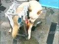 Коляска для собакена
