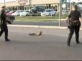 Полицейские помогли утке с утятами перейти дорогу
