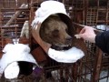 Медведъ "Дашка"