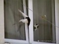 Мужик спас застрявшего в окне кота