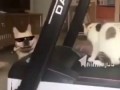 Нападание на кота
