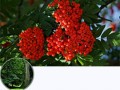 li_png_0026