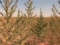 Красоты Чуйской долины