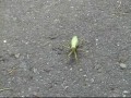 Голодный кот всё сожрёт