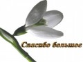 Спасибо подснежник