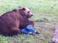 Мистер железные яйца
