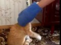 очень дикий и злой кот