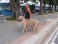 Кошка яростно защищает своих котят от большой собаки