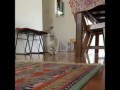 Самое смешное видео про котов / Funny Animals !!!!!