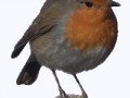 robin_by_luisbc-d60sbfu