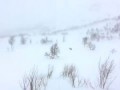 Росомаха напала на оленя. Очень редкие кадры!