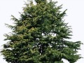 1445344712_trees-and-shrubs-05