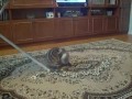 Котяра - акробат