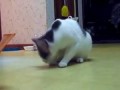 Трусливые коты