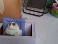 Кошачья ловушка