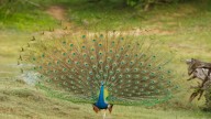 Peacock_Dance