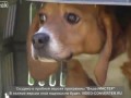 Подопытные собаки