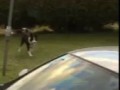 Pet the lamb playing with the dogs
