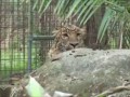 Кошки и зеркало
