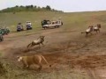 ворвался в стадо