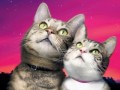 iкотики