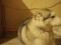 Хаски провинилась \ guilty husky