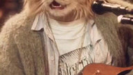 Nirvana cats