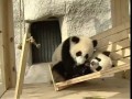 Панды катаются на горке / Cute pandas playing on the slide