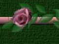 _12_3_arnusha