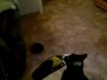 Кот боксёр /Boxing Cat
