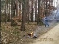 курва дерево