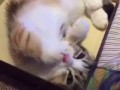 Котейко моет лапу